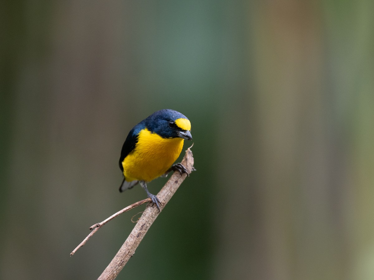 Yellow-throated Euphonia - Forest Botial-Jarvis