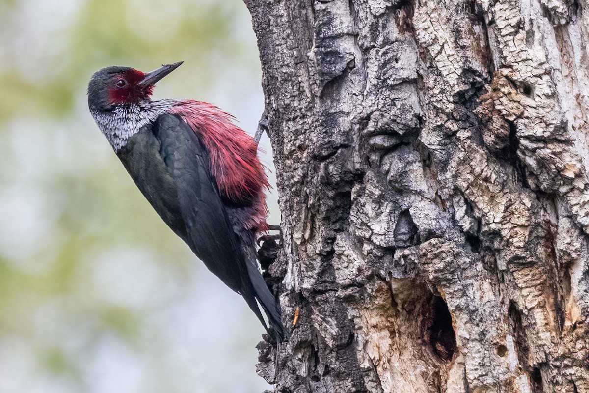 Lewis's Woodpecker - Alan Knowles