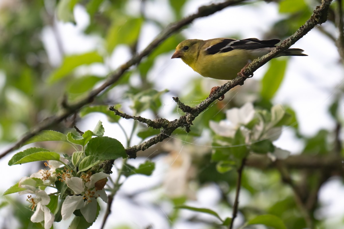 American Goldfinch - Rob  Henderson