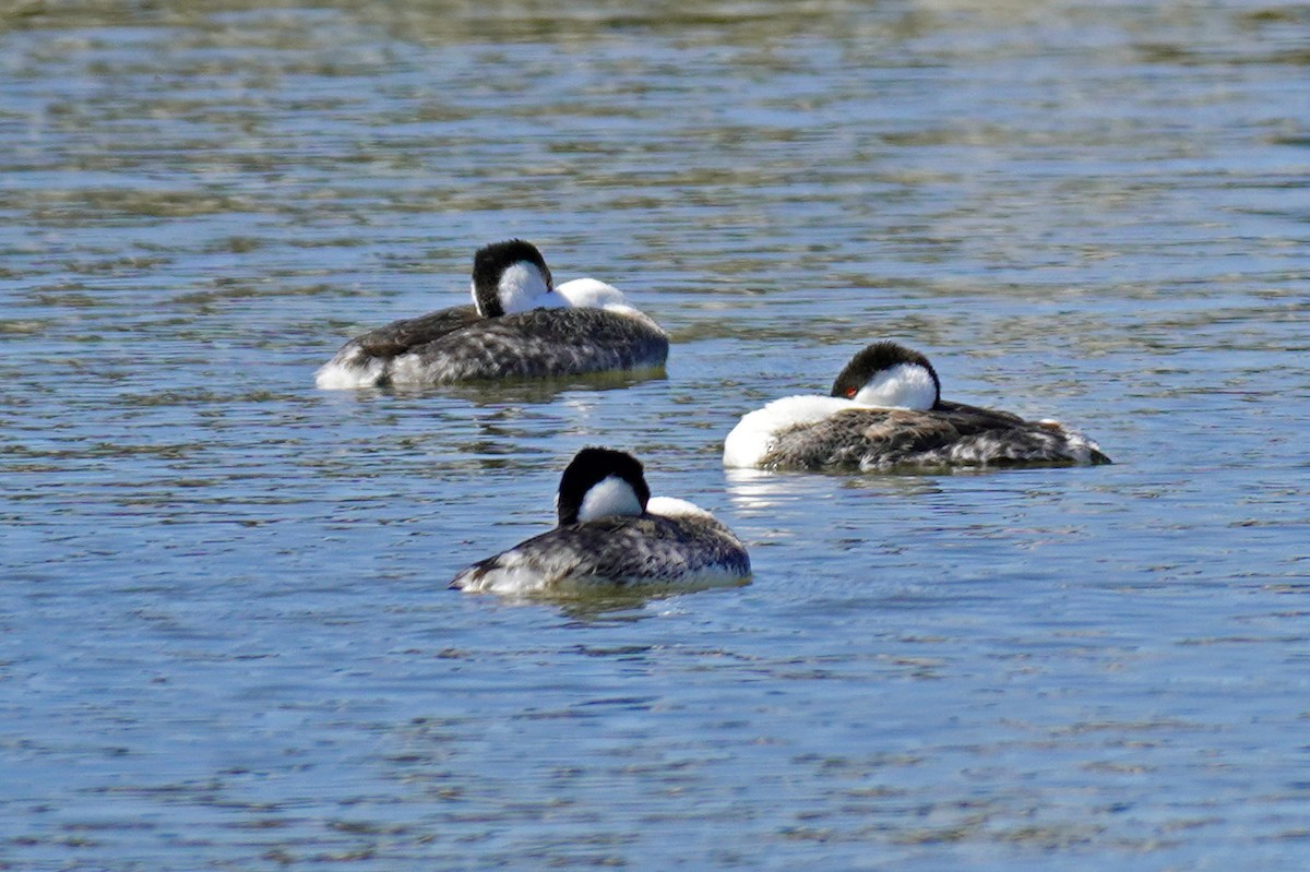 Western Grebe - Susan Iannucci