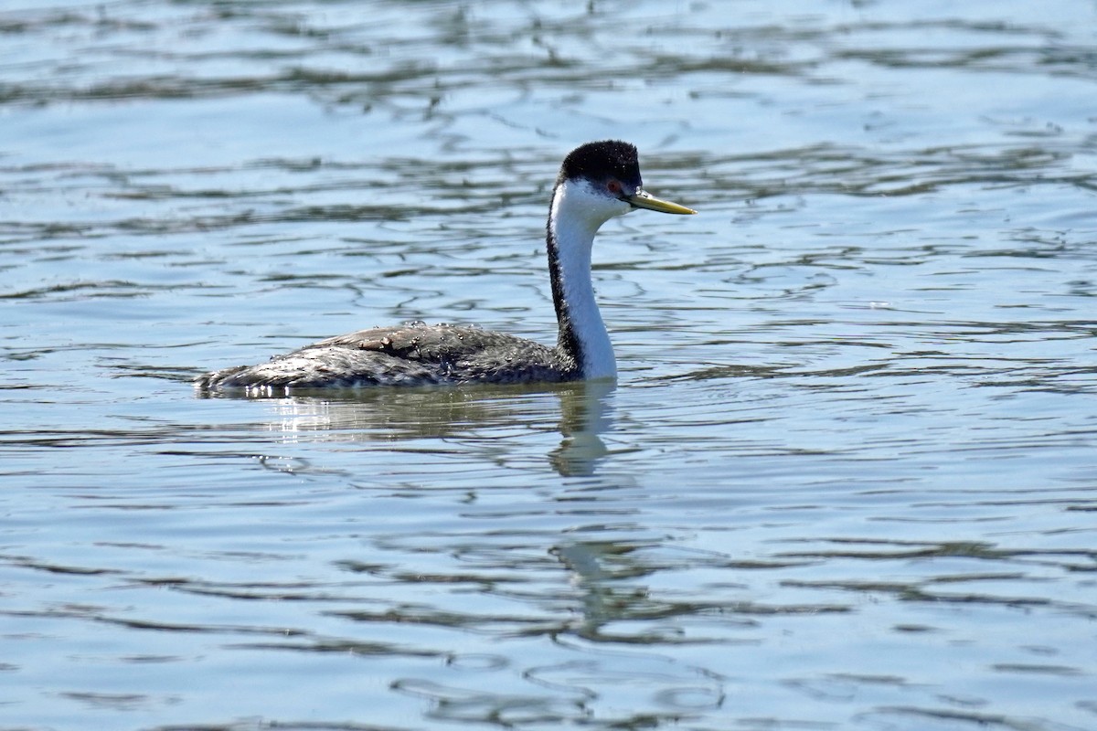 Western Grebe - Susan Iannucci