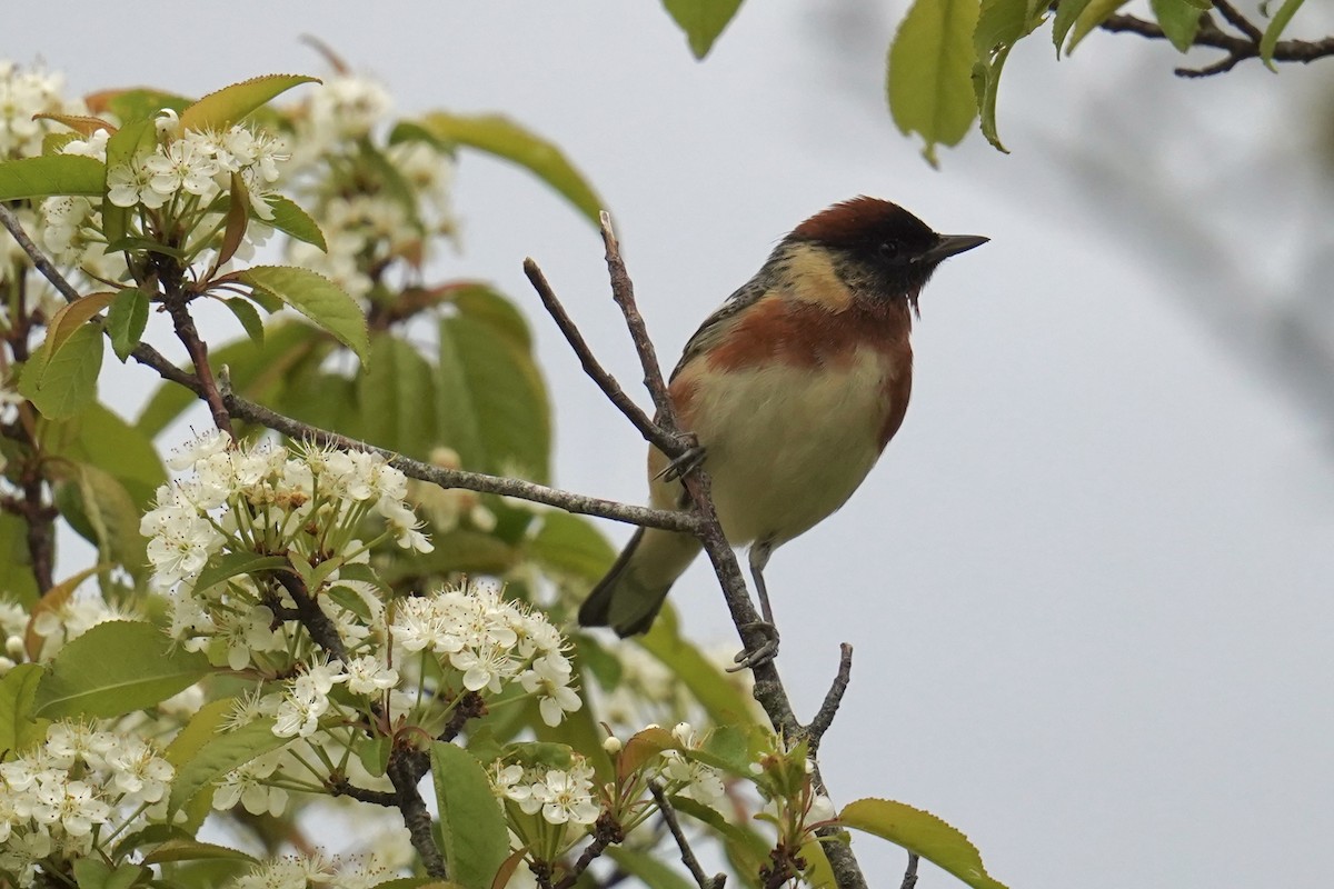 Bay-breasted Warbler - Bob Plohr