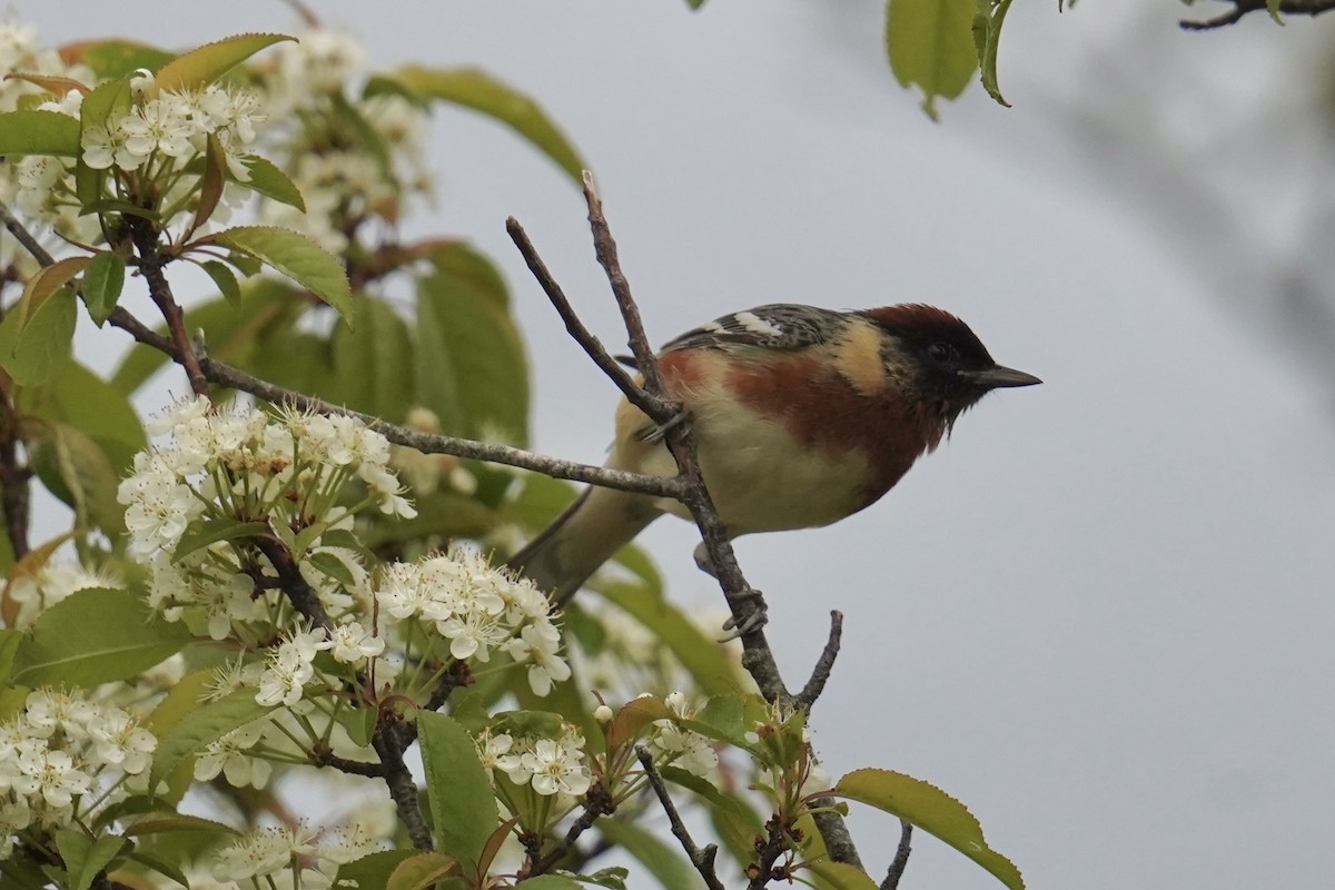 Bay-breasted Warbler - Bob Plohr