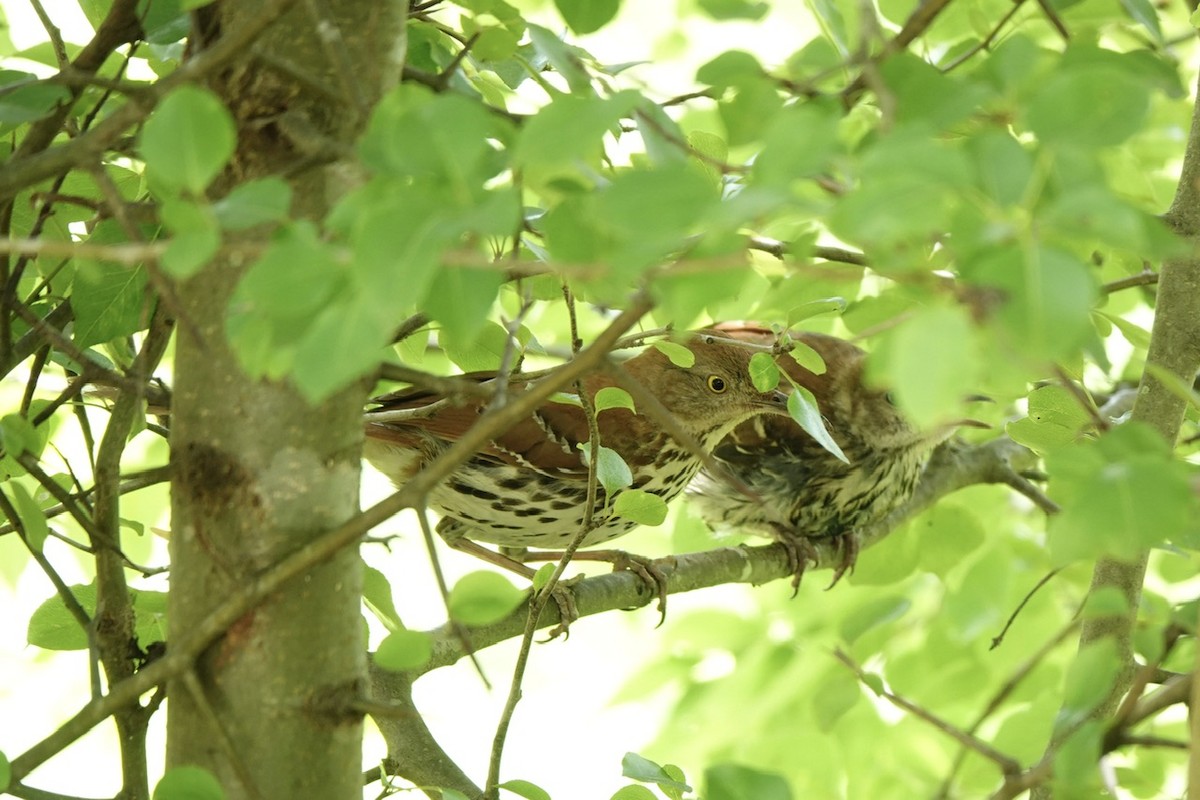 Brown Thrasher - Fleeta Chauvigne