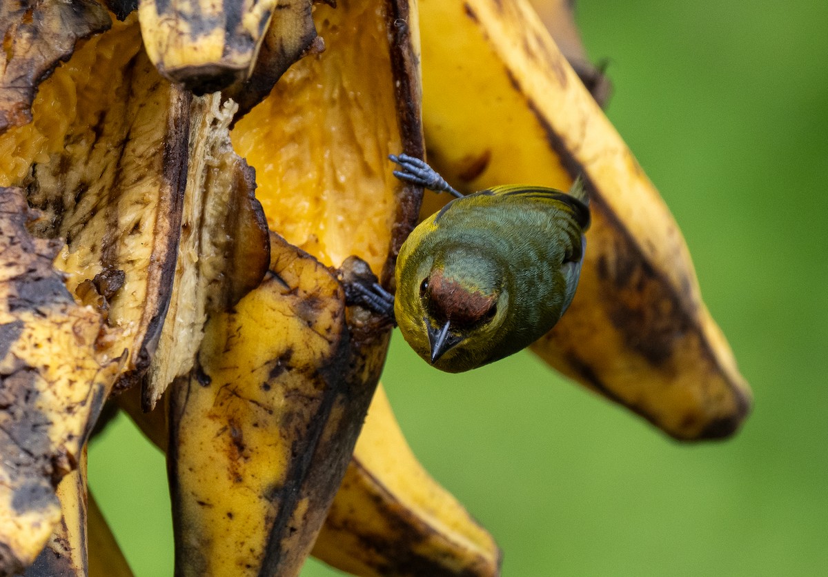 Olive-backed Euphonia - Forest Botial-Jarvis