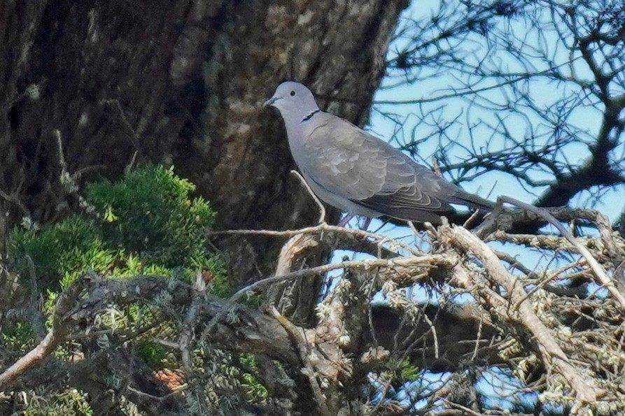 Eurasian Collared-Dove - Susan Iannucci