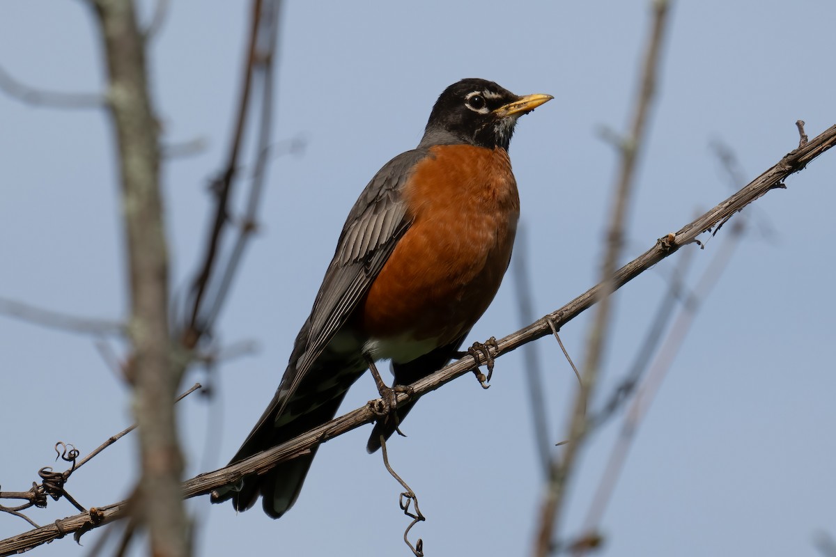 American Robin - Rob  Henderson