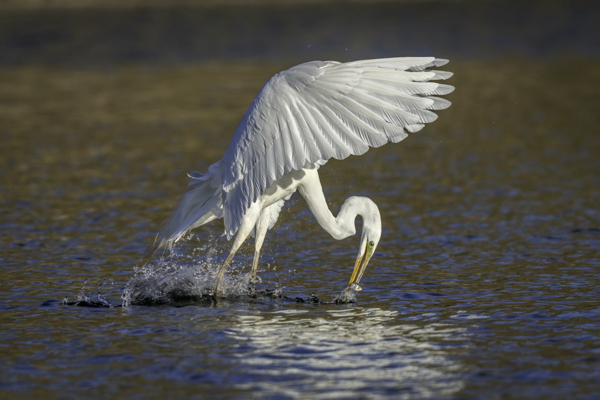 Great Egret - Eric Gofreed