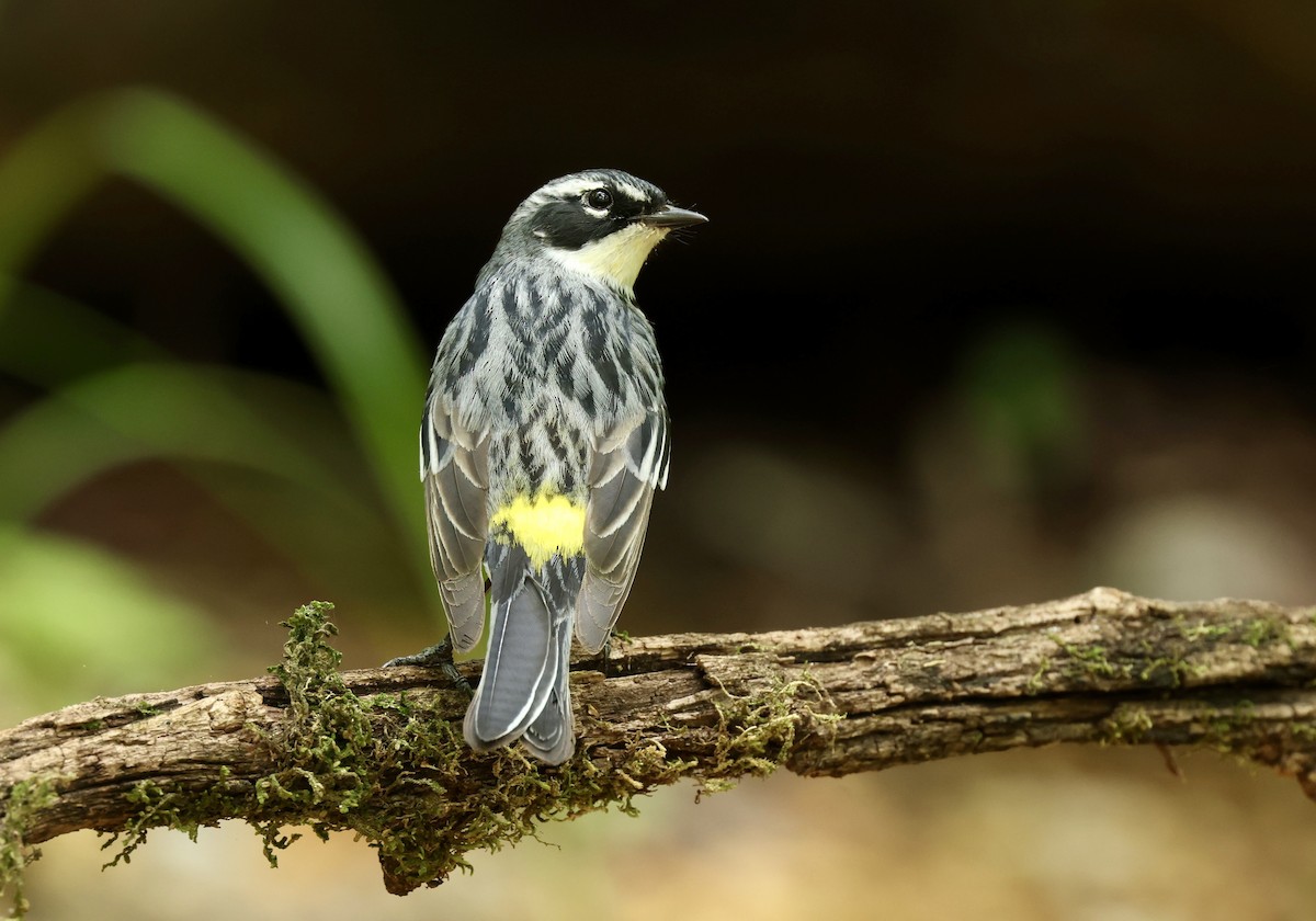 Yellow-rumped Warbler - Grace Simms  🐦‍⬛