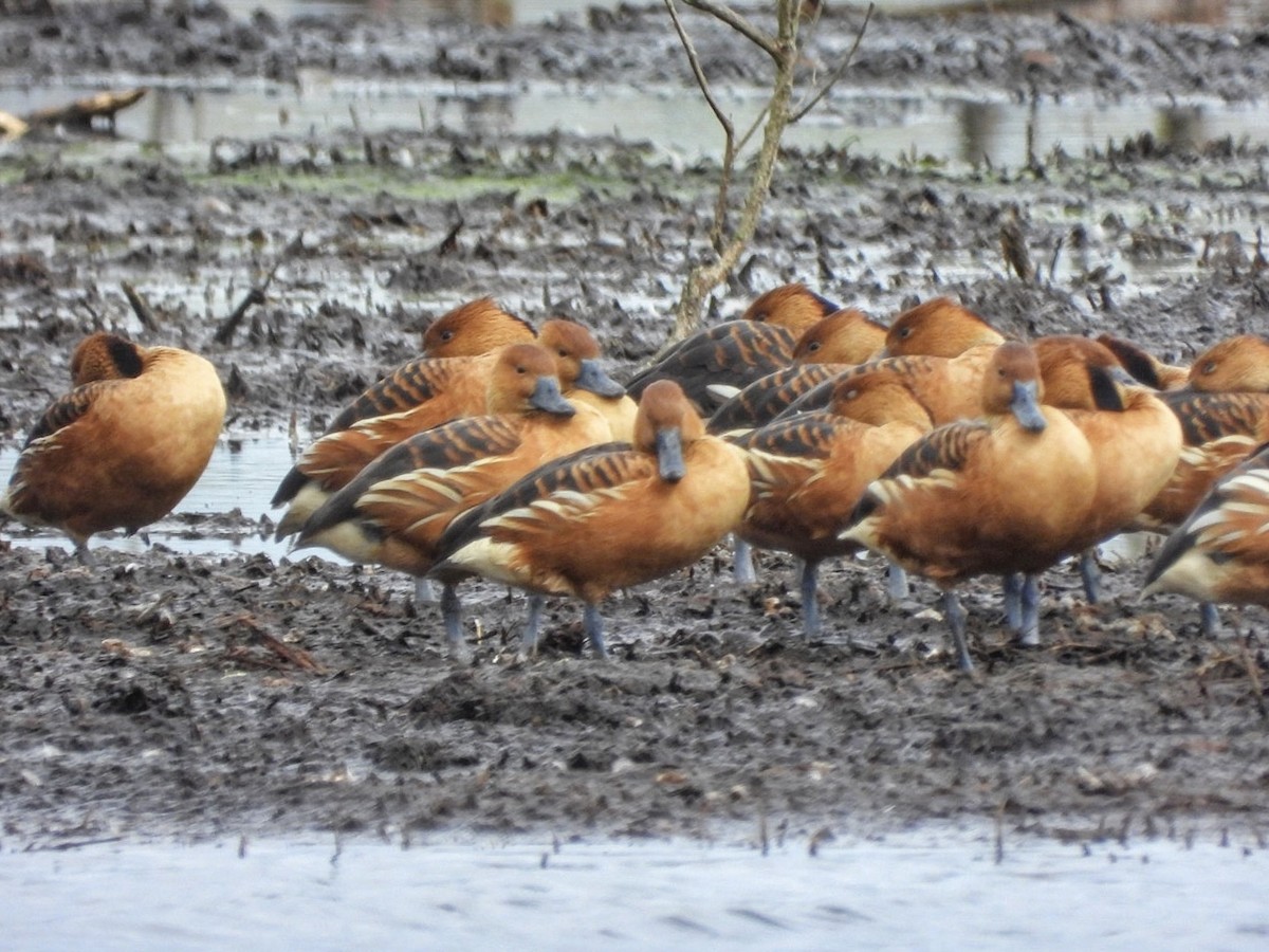 Fulvous Whistling-Duck - Gina Turone 🐩