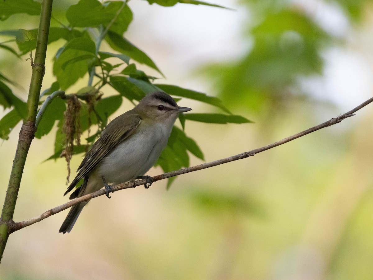 Red-eyed Vireo - Alexandrine Fontaine-Tardif