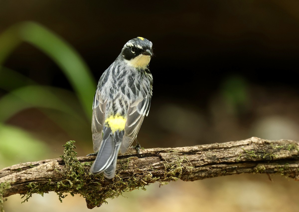 Yellow-rumped Warbler - Grace Simms  🐦‍⬛