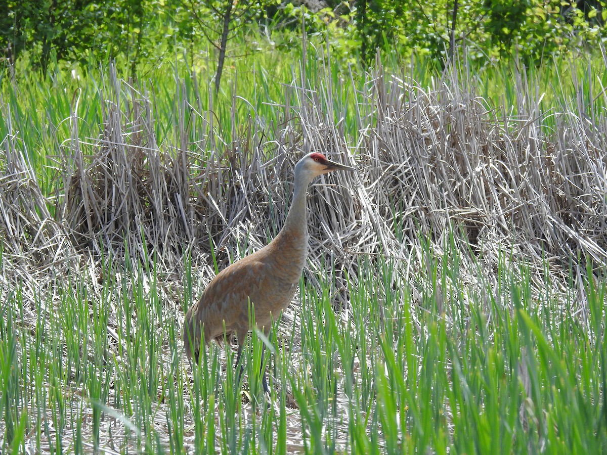 Sandhill Crane - ML619464125