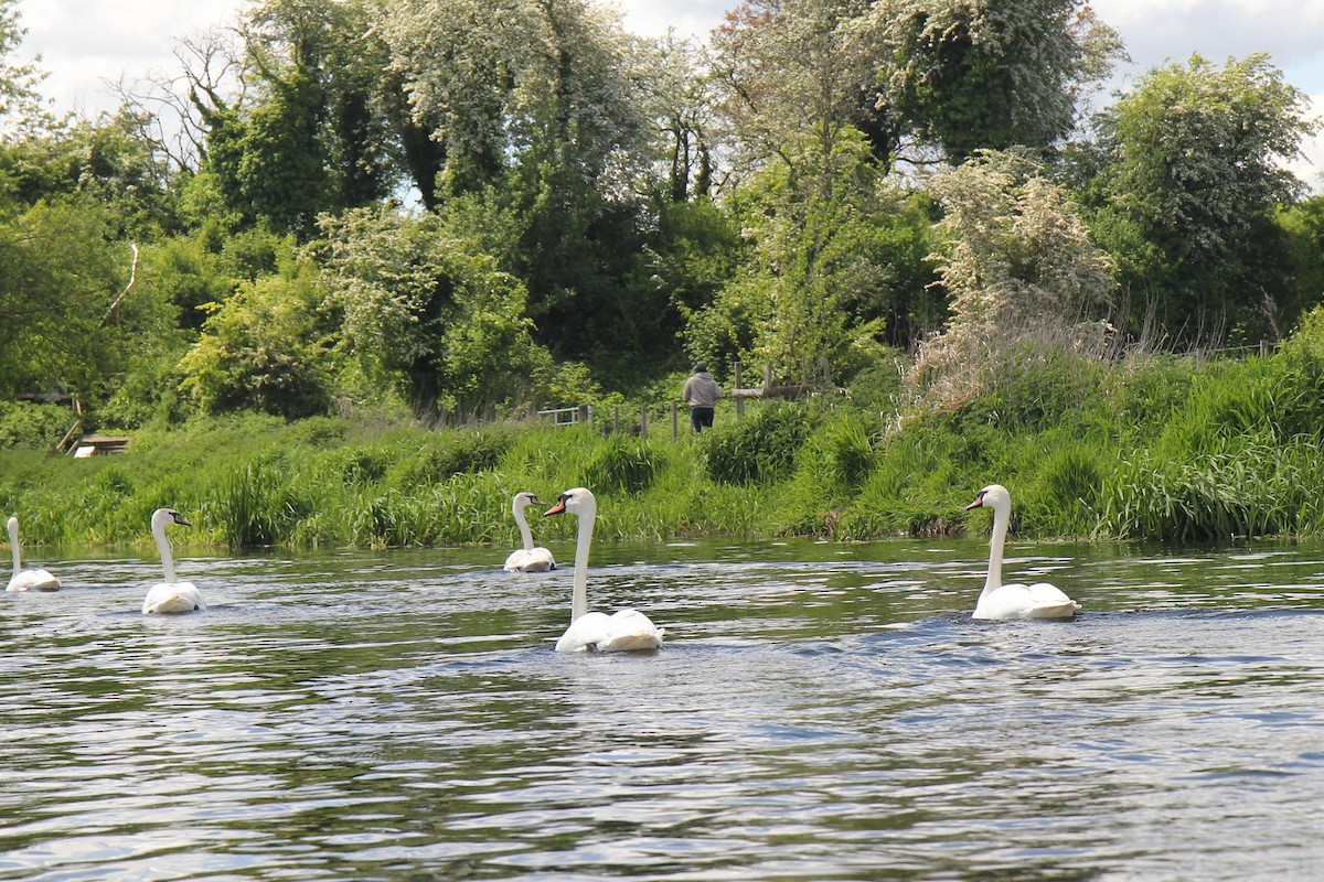 Mute Swan - dan davis
