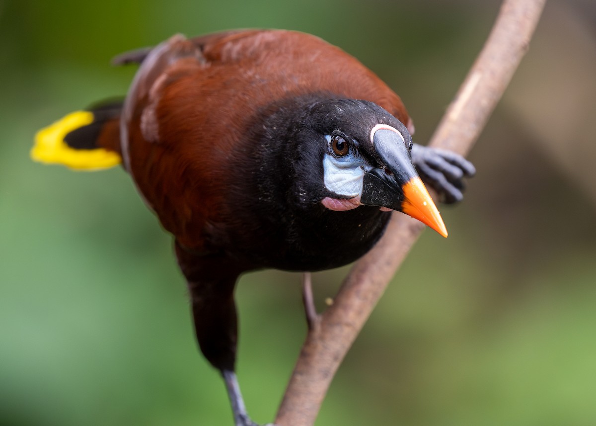 Montezuma Oropendola - Forest Botial-Jarvis