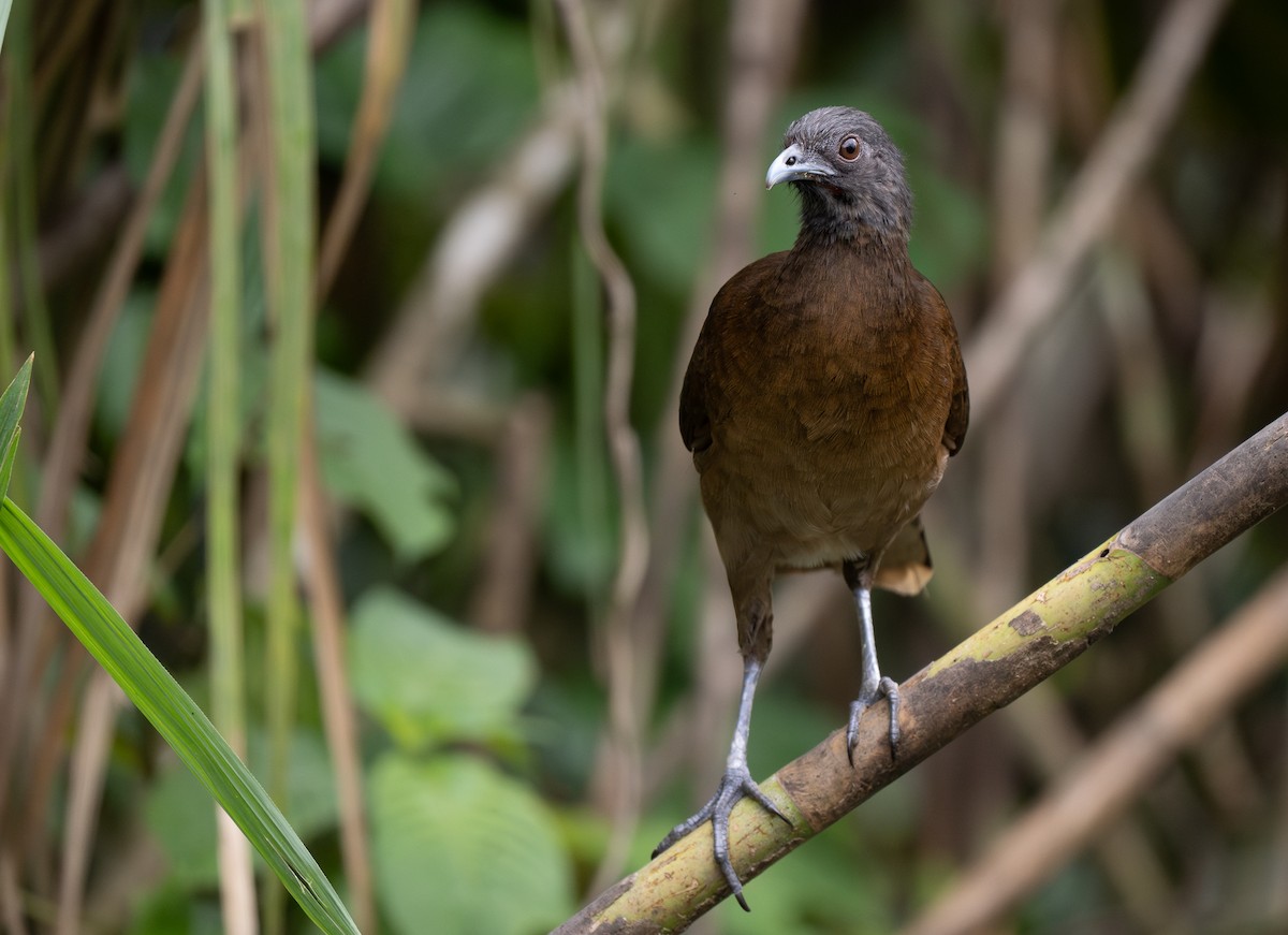 Gray-headed Chachalaca - Forest Botial-Jarvis