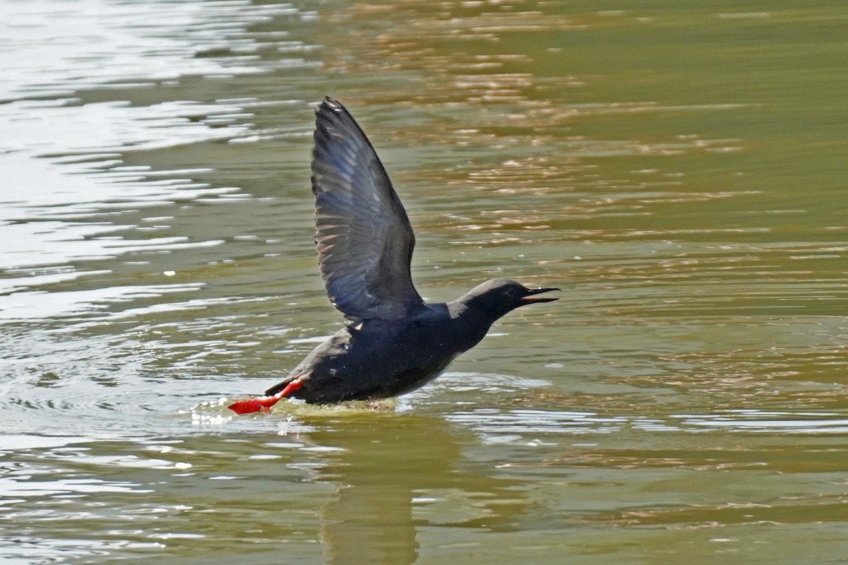 Pigeon Guillemot - Susan Iannucci