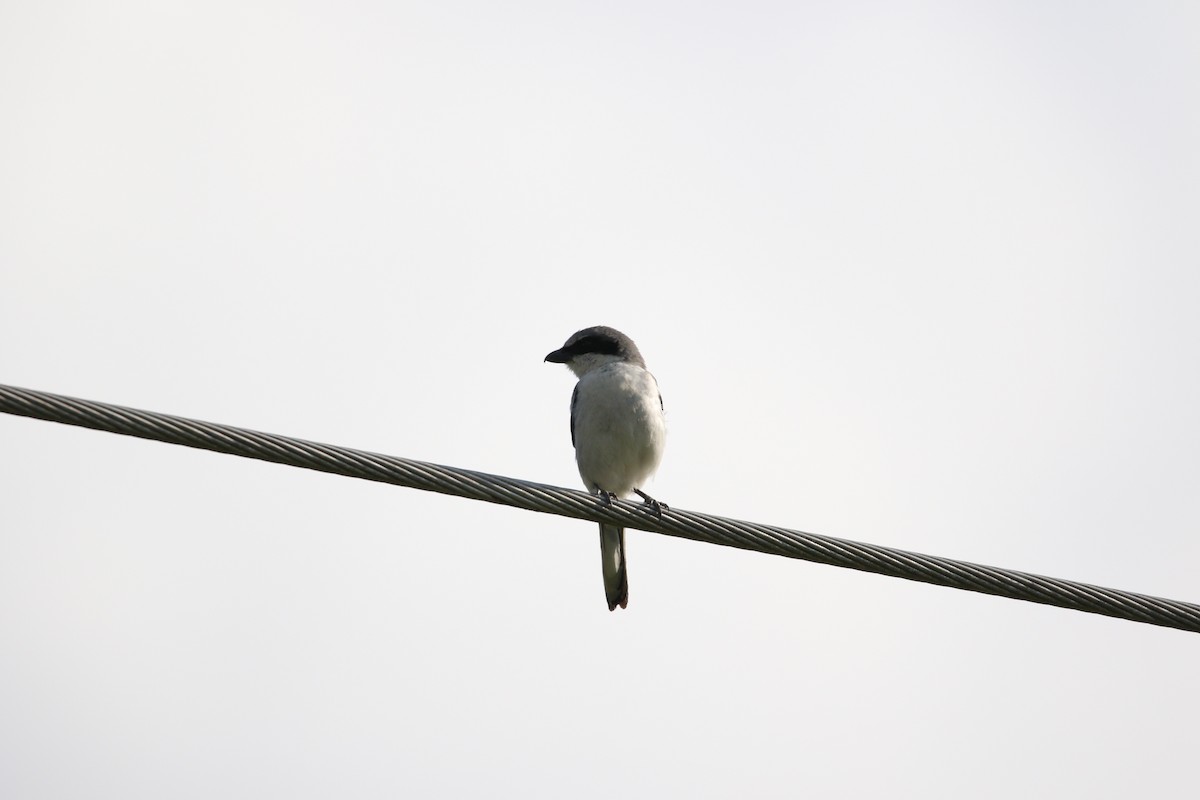 Loggerhead Shrike - Andres Leon-Reyes