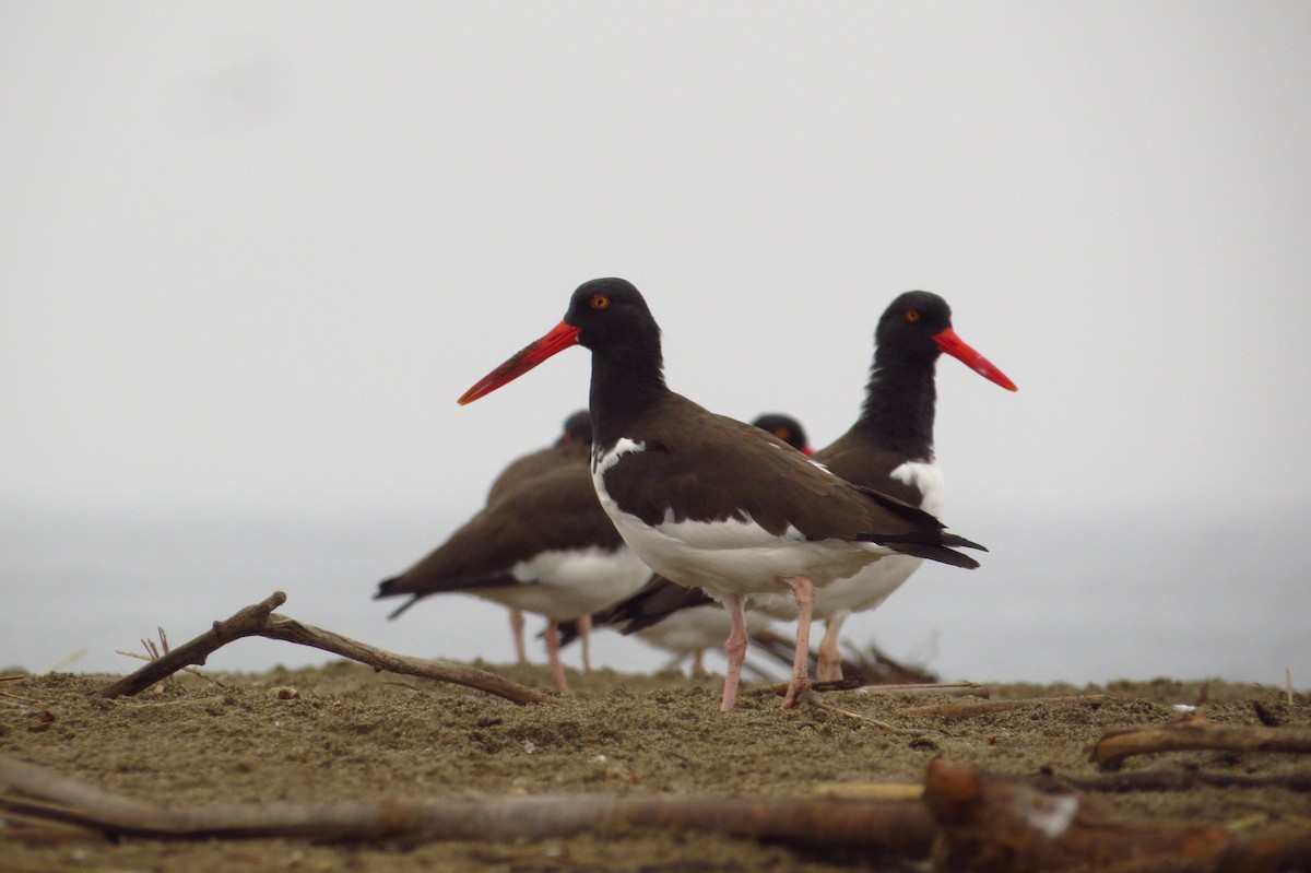 American Oystercatcher - Gary Prescott