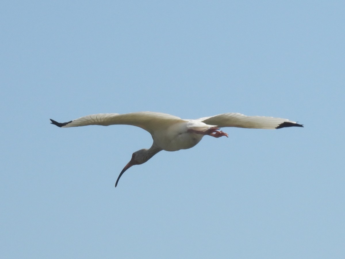 White Ibis - Cindy Leffelman