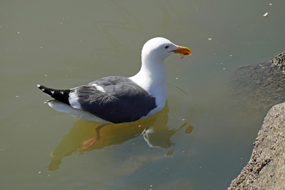 Western Gull - Susan Iannucci