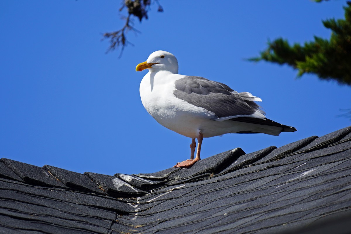 Western Gull - Susan Iannucci