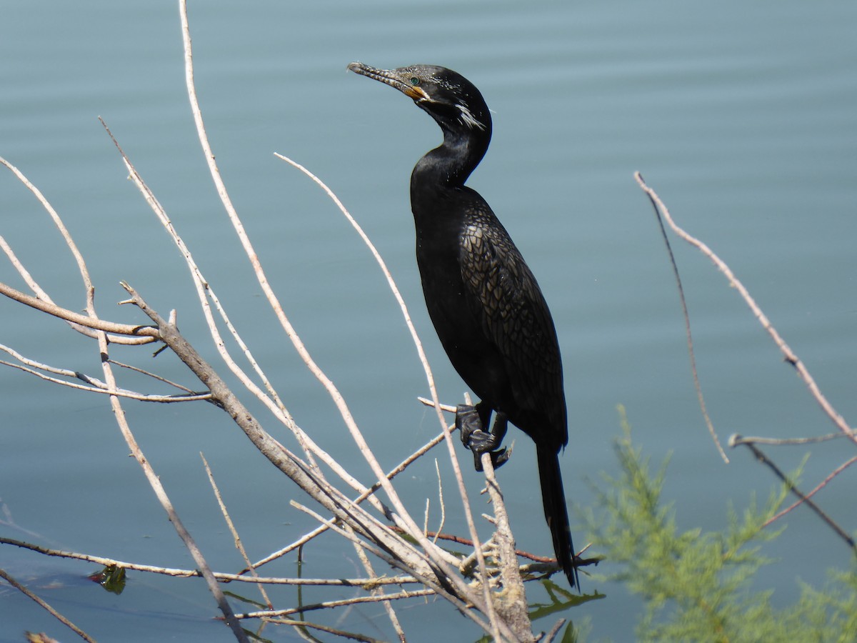 Neotropic Cormorant - Loren Quinby