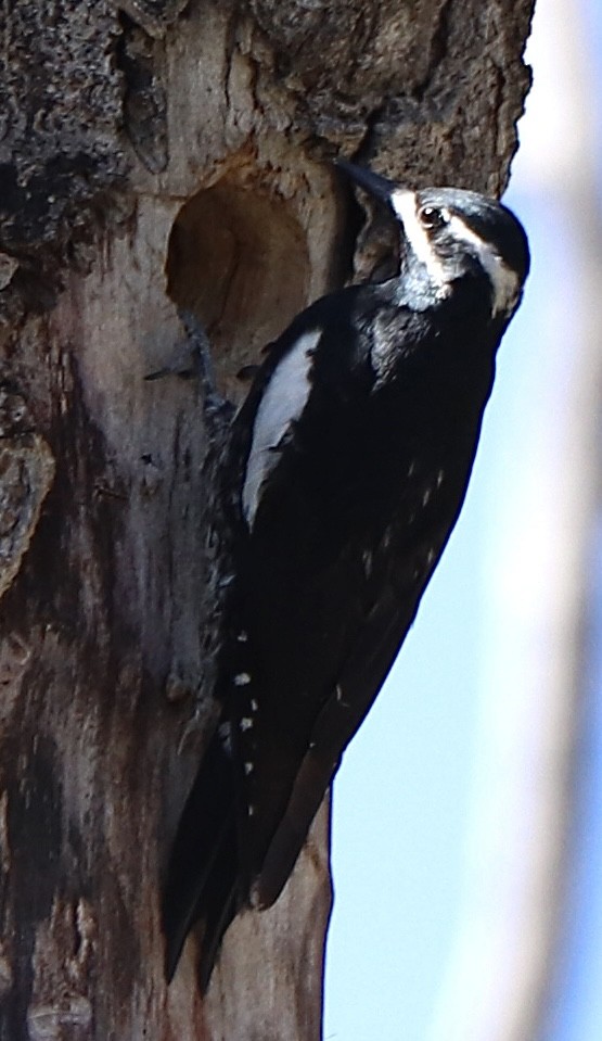 Williamson's Sapsucker - Gregg Goodrich