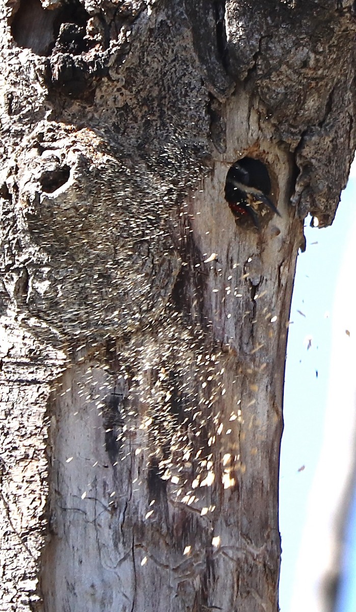 Williamson's Sapsucker - Gregg Goodrich