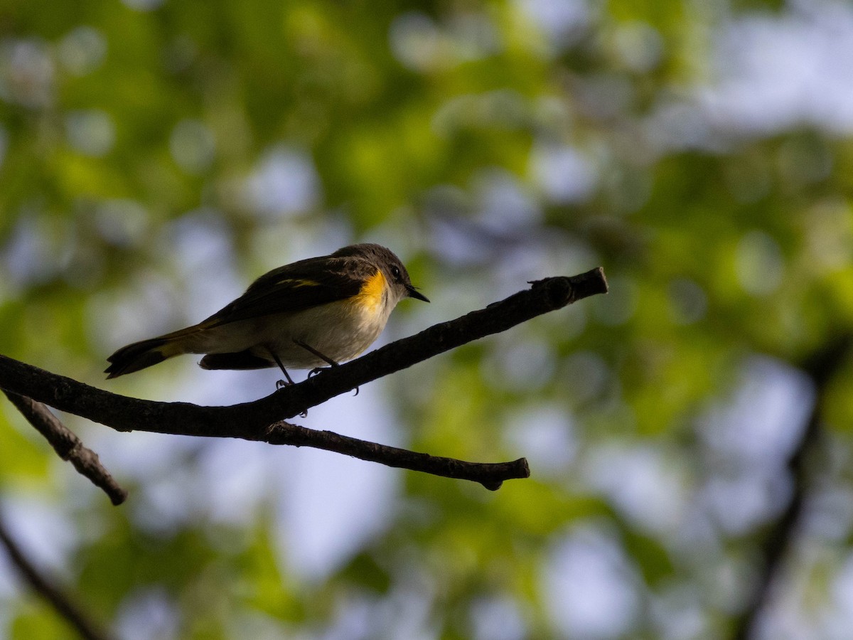 American Redstart - Alexandrine Fontaine-Tardif