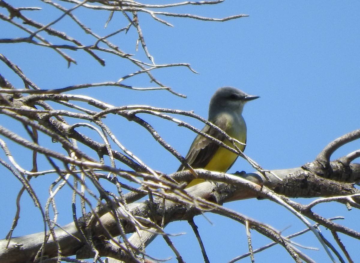 Western Kingbird - ML619464197