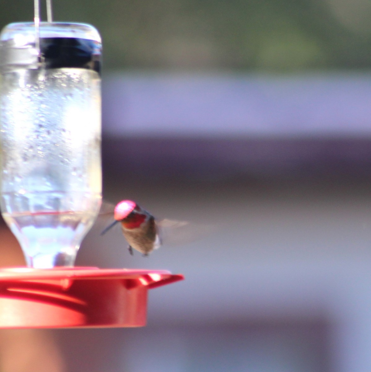 Anna's Hummingbird - Marsha Painter