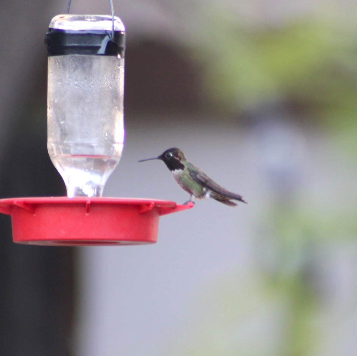 Anna's Hummingbird - Marsha Painter