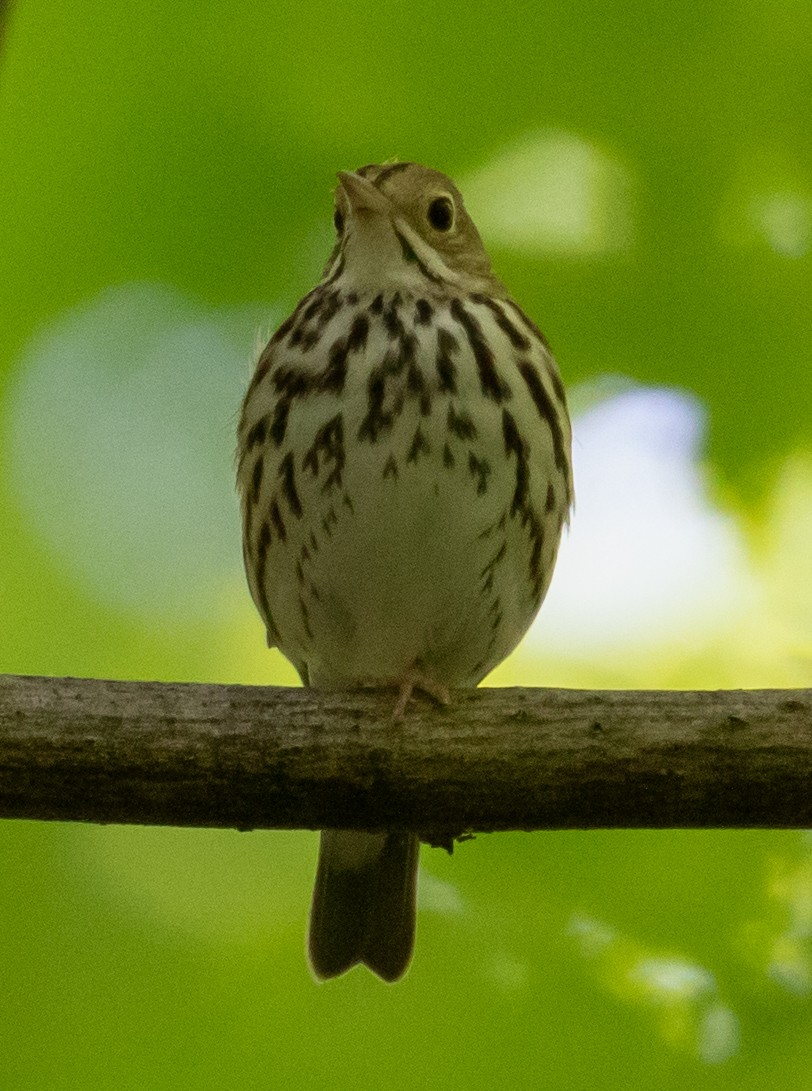 Ovenbird - Mary Braun