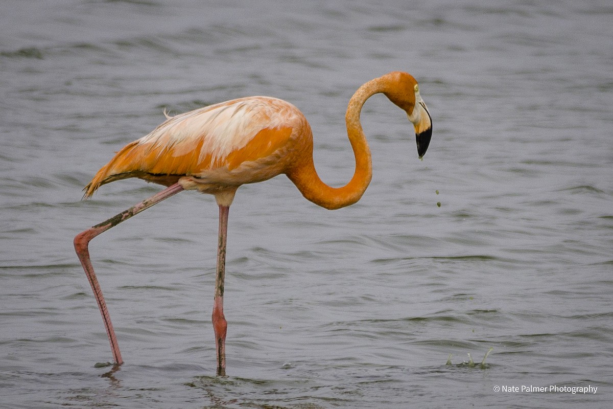 American Flamingo - Nate Palmer