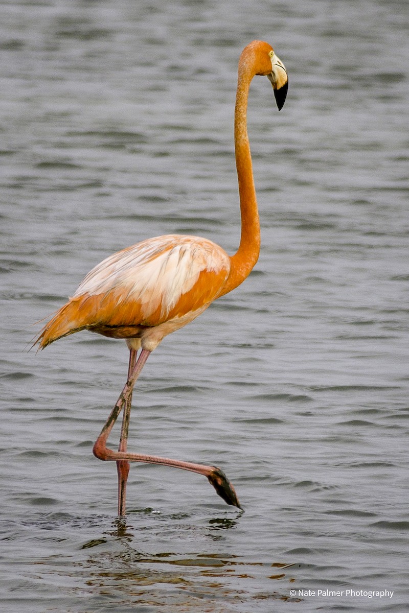 American Flamingo - Nate Palmer