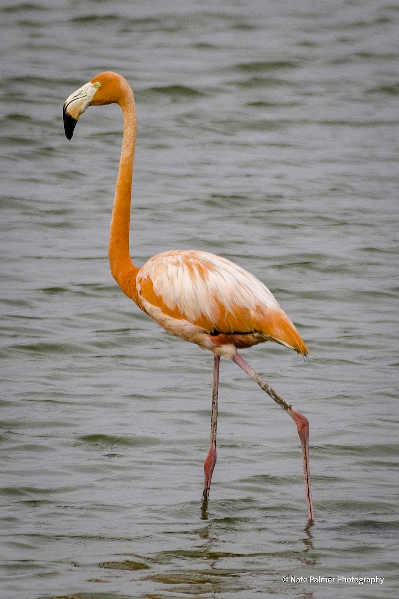 American Flamingo - Nate Palmer