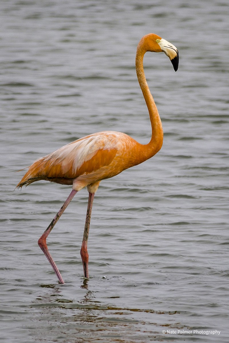 American Flamingo - Nate Palmer