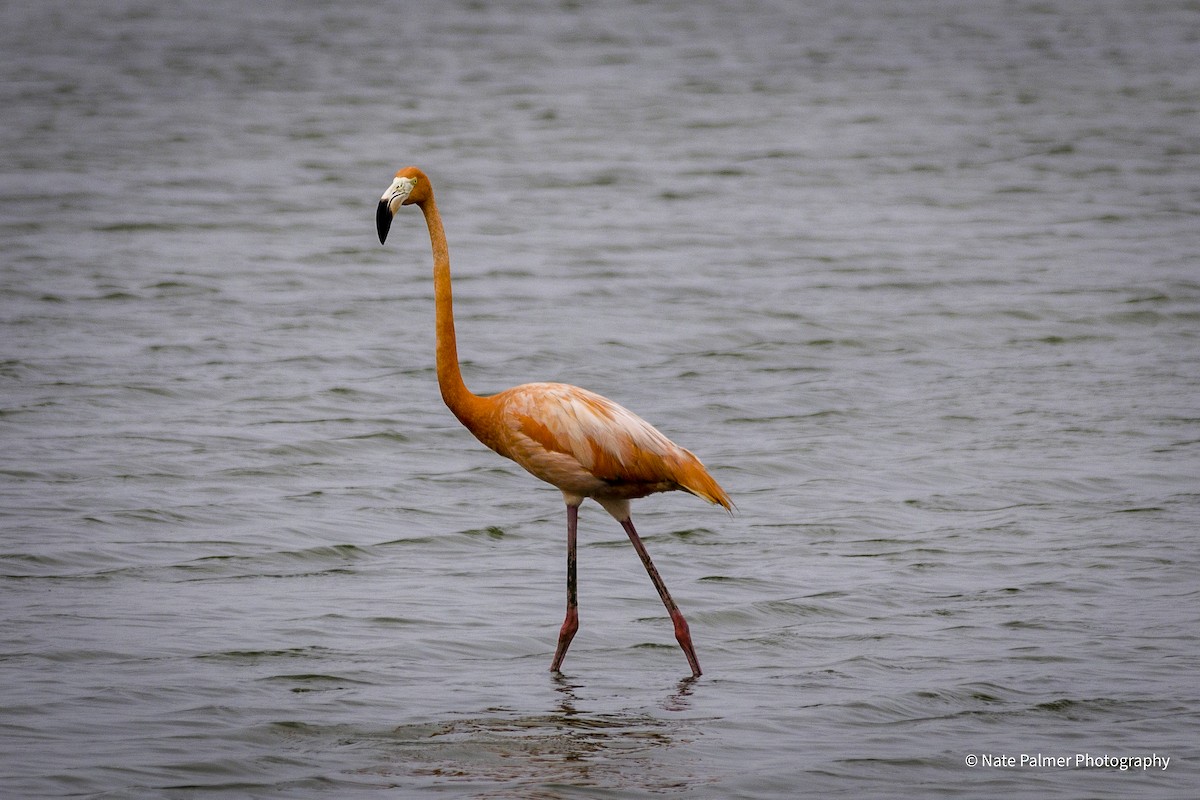 American Flamingo - Nate Palmer