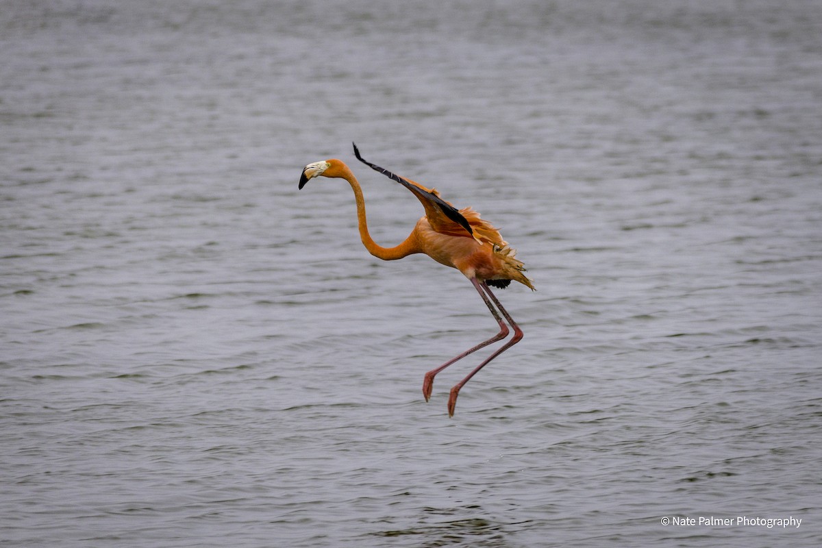 American Flamingo - Nate Palmer