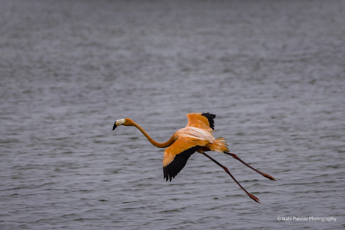 American Flamingo - Nate Palmer