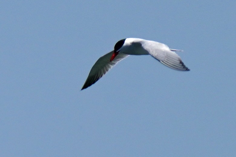 Caspian Tern - Susan Iannucci