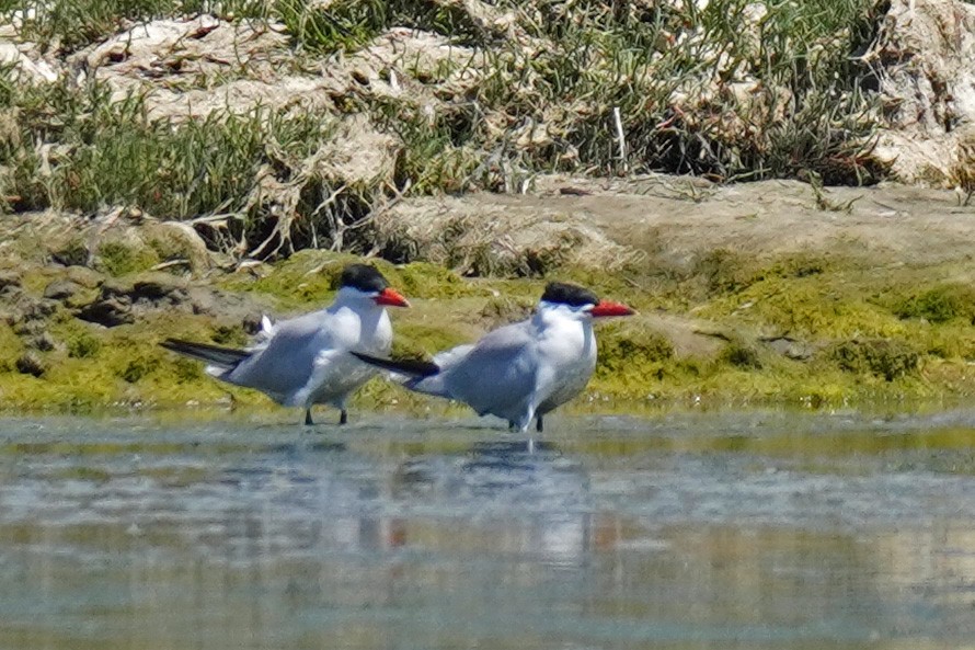 Caspian Tern - Susan Iannucci