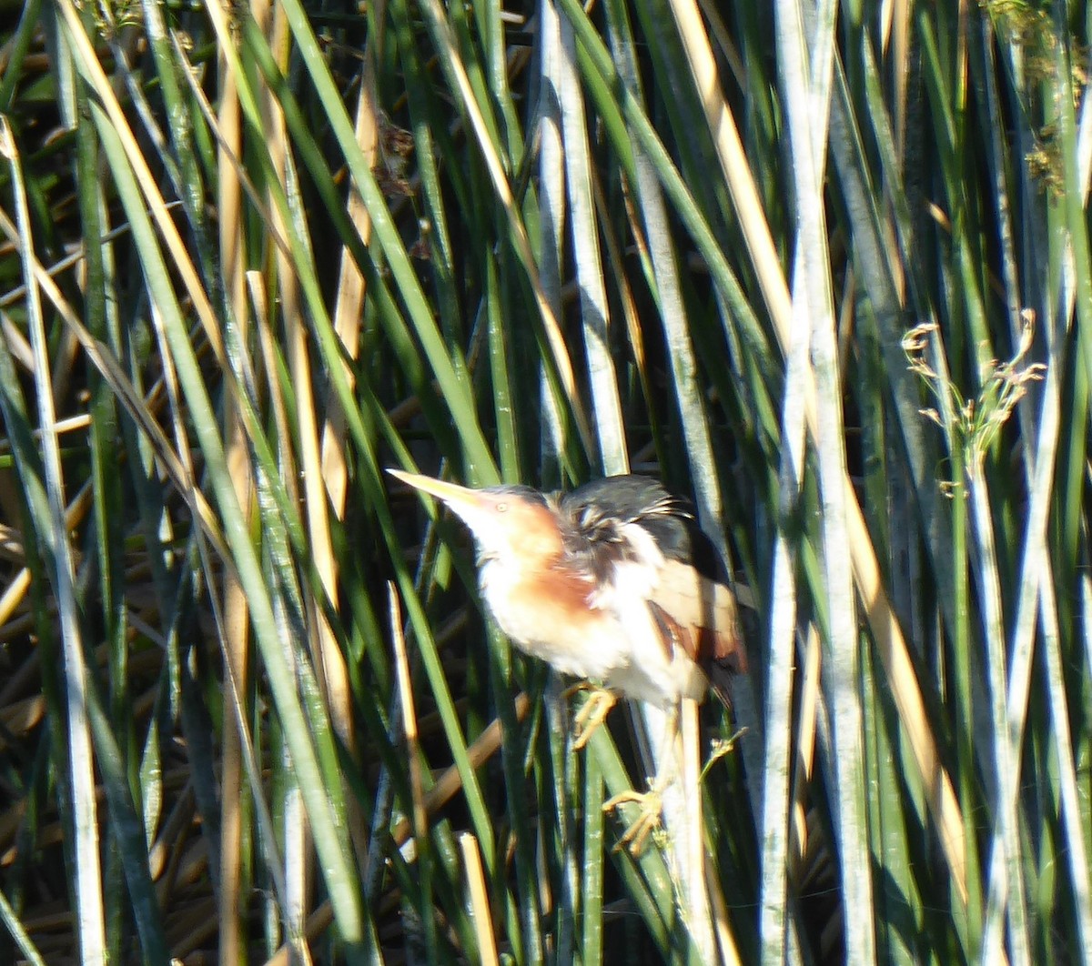 Least Bittern - Loren Quinby