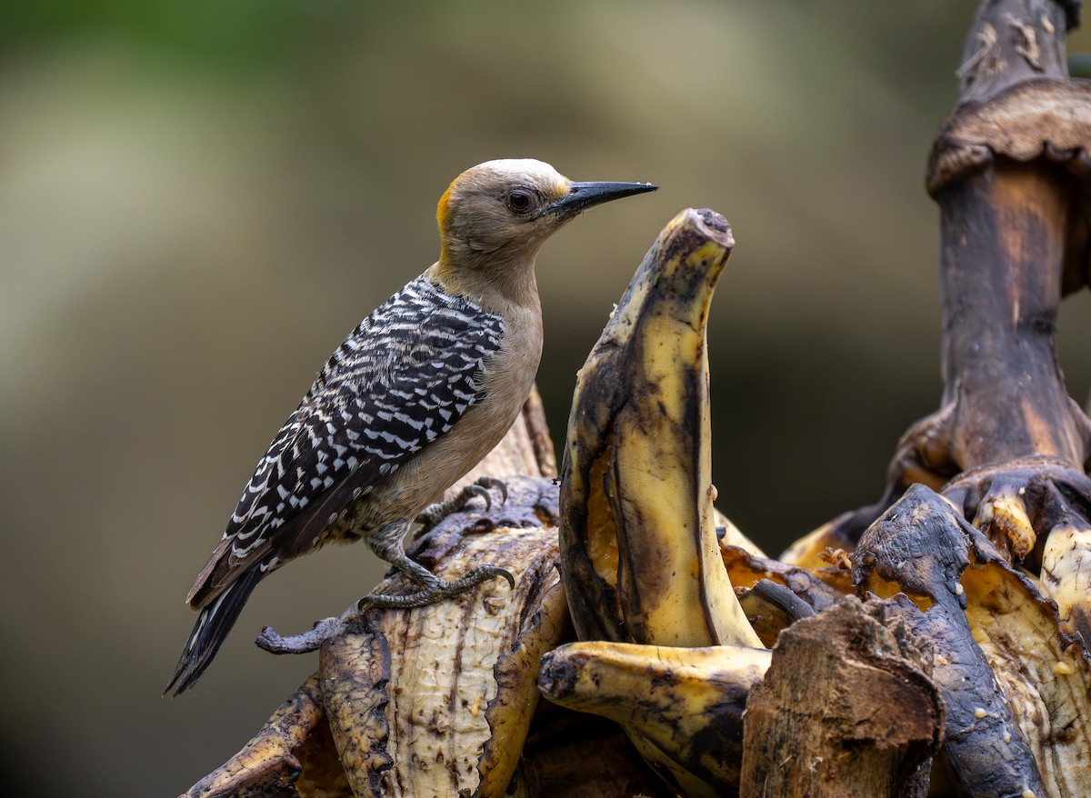 Hoffmann's Woodpecker - Forest Botial-Jarvis