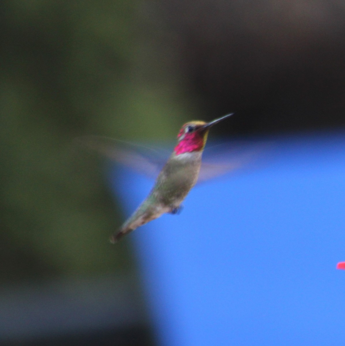 Anna's Hummingbird - Marsha Painter