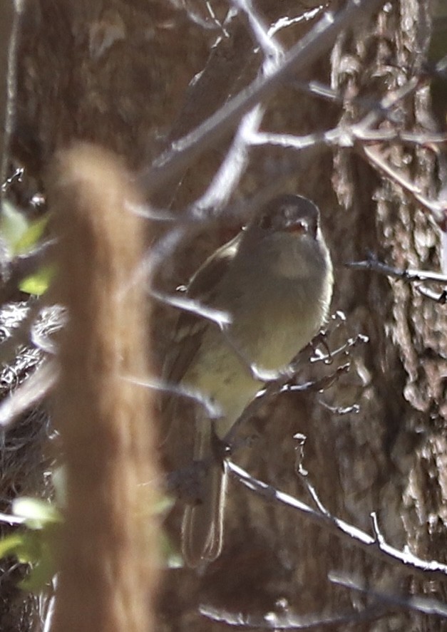 Dusky Flycatcher - Gregg Goodrich