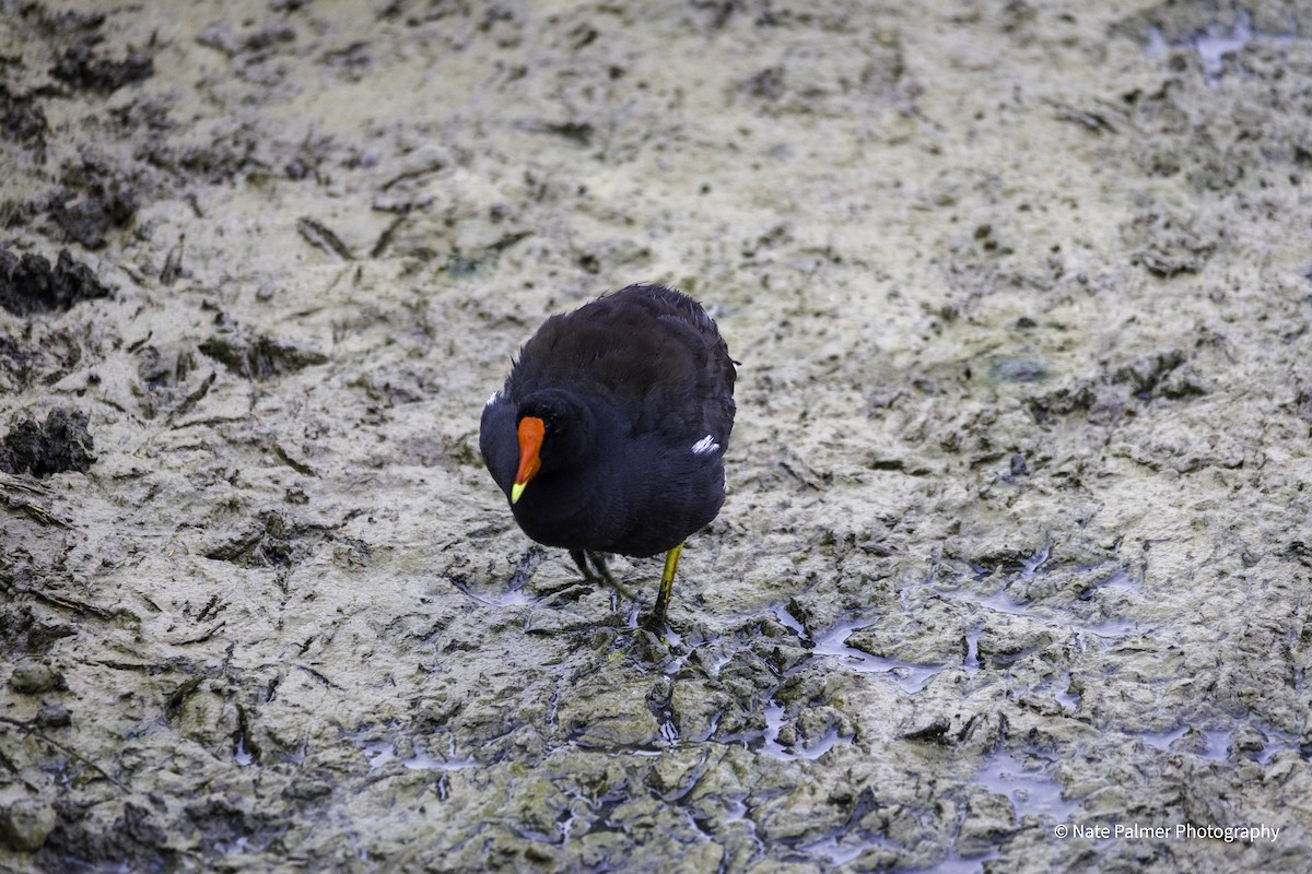 Common Gallinule - Nate Palmer