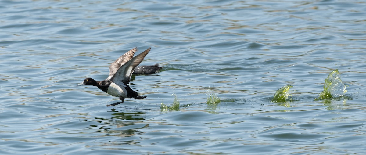 Lesser Scaup - T. Jay Adams