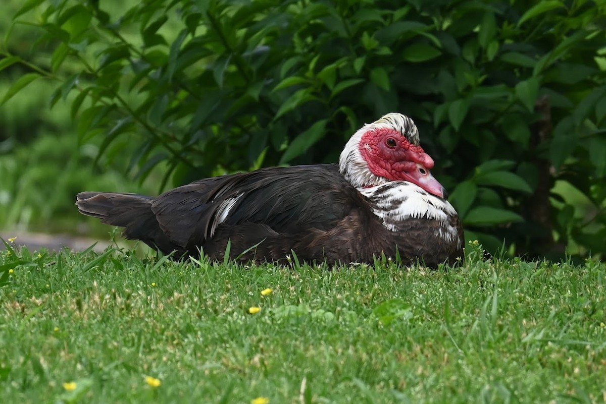 Muscovy Duck (Domestic type) - Skylar Carson-Reynolds